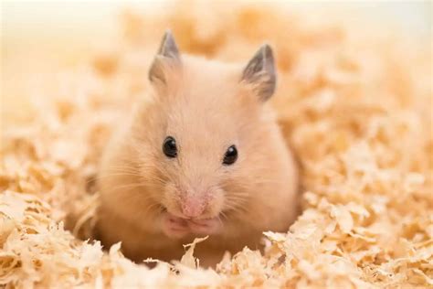 x hamnster.com|HAMSTER Definition & Meaning .